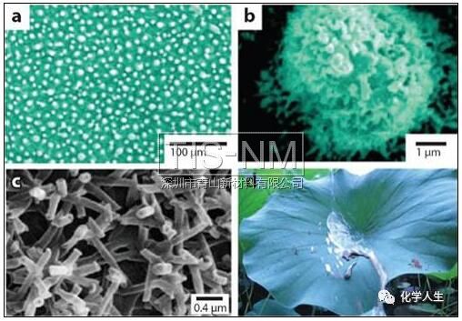 超疏水-荷葉表面的SEM圖像 超疏水-荷葉表面的SEM圖像