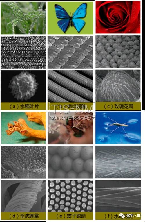 超疏水材料表面結(jié)構(gòu) 超疏水材料表面結(jié)構(gòu)