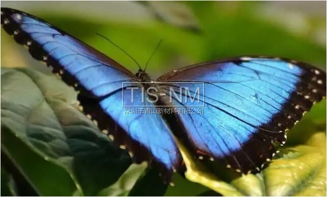 自然界充滿了納米結(jié)構(gòu) 自然界充滿了納米結(jié)構(gòu)