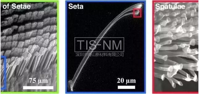 壁虎腳的微觀和納米結(jié)構(gòu) 壁虎腳的微觀和納米結(jié)構(gòu)