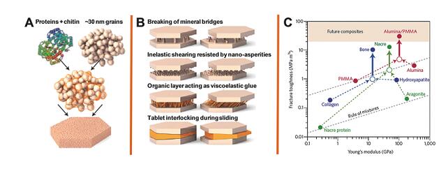 耐疲勞生物石墨烯納米復(fù)合材料