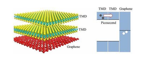 在不相容的過渡金屬二硫族化合物同系物中的超快中間層電子轉(zhuǎn)移 在不相容的過渡金屬二硫族化合物同系物中的超快中間層電子轉(zhuǎn)移