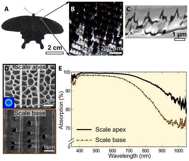 20180802142445551.jpg 用于薄型光伏吸收體的生物彈性相分離無序納米結(jié)構(gòu)